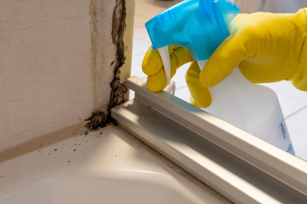 Professional Mold Remediation in Kingsley, MI